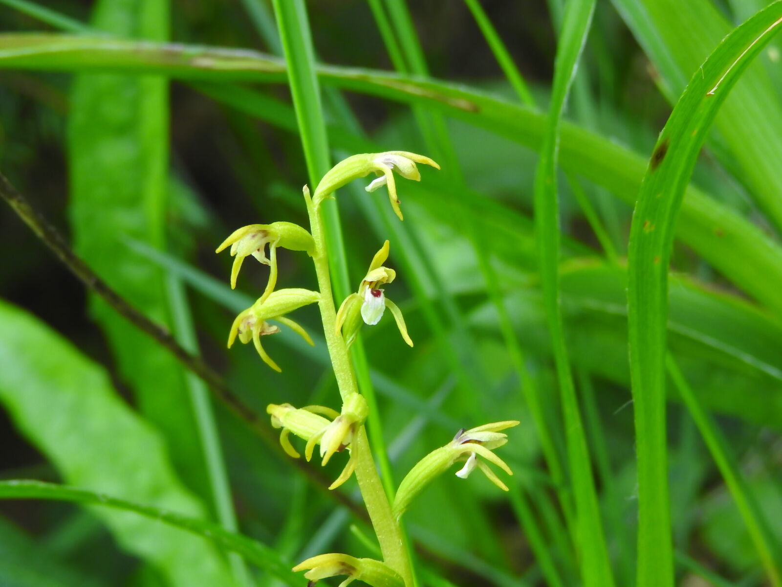 Koralica lesna Corallorhiza trifida