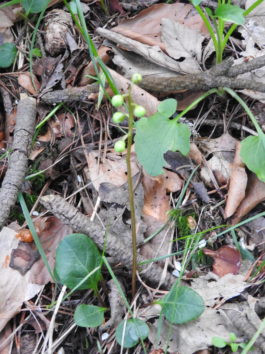 Hrusticka zelena Pyrola chlorantha