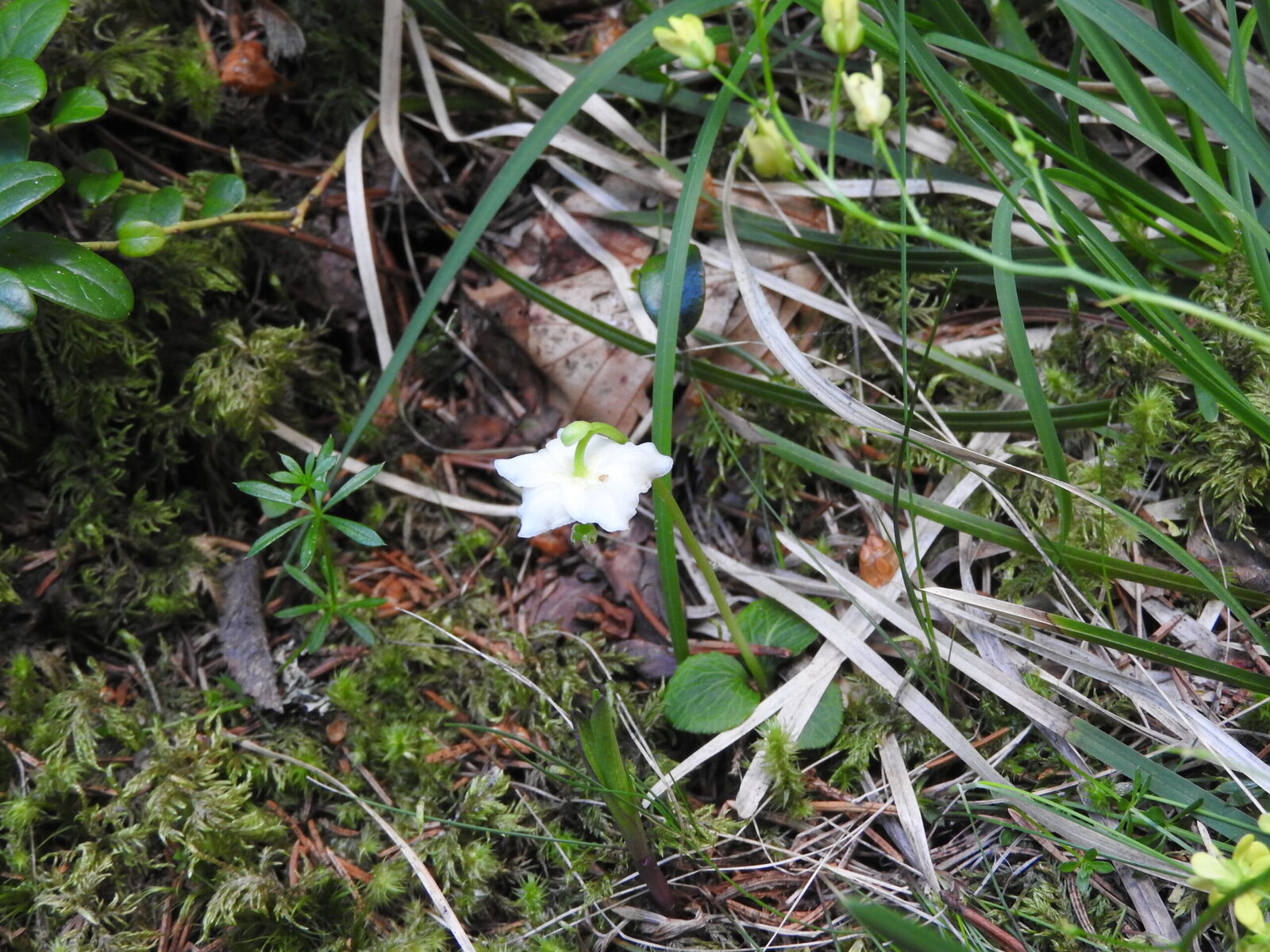 Jednokvietok velkokvety Moneses uniflora