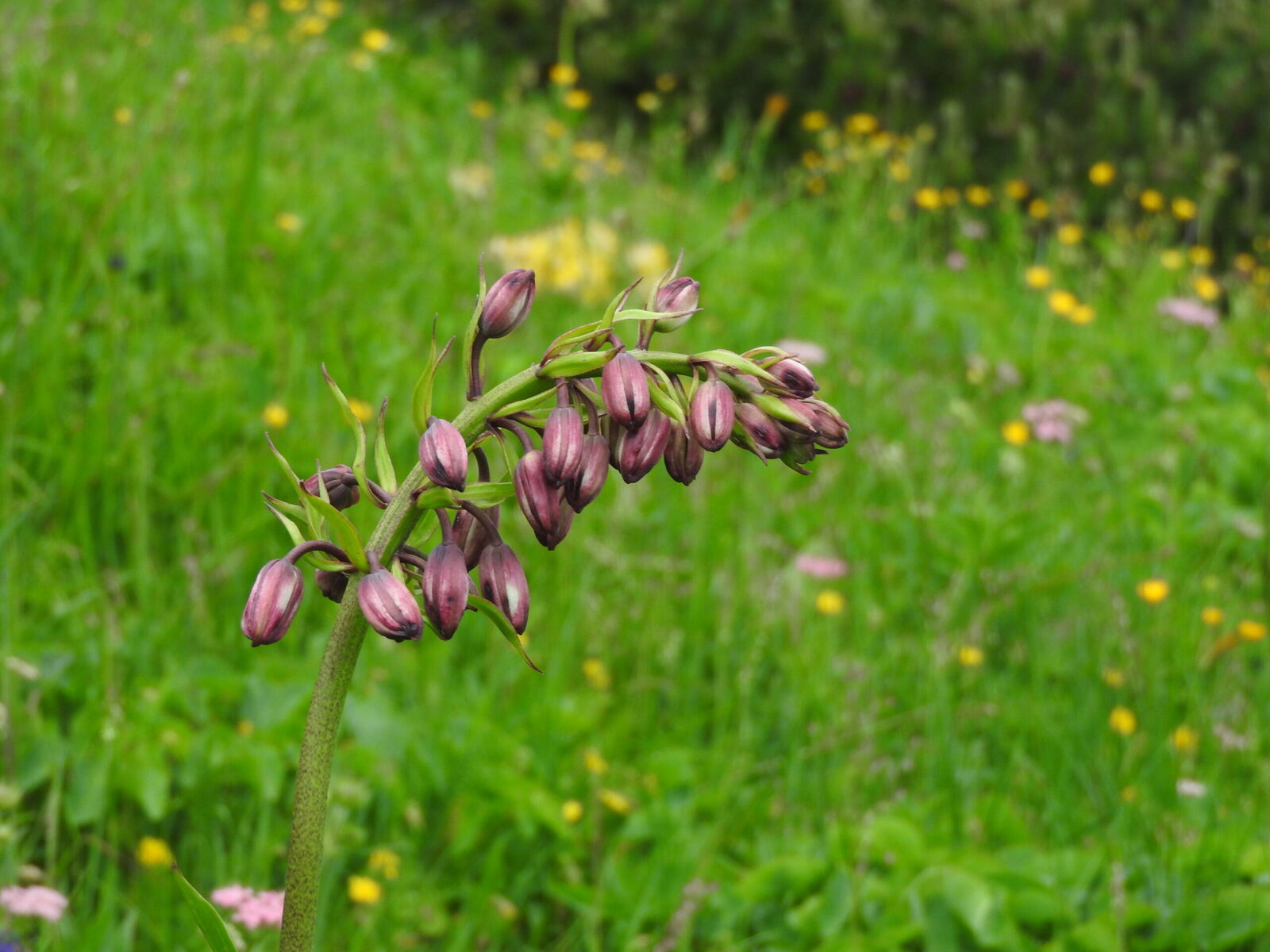 Lalia zlatohlava Lilium martagon