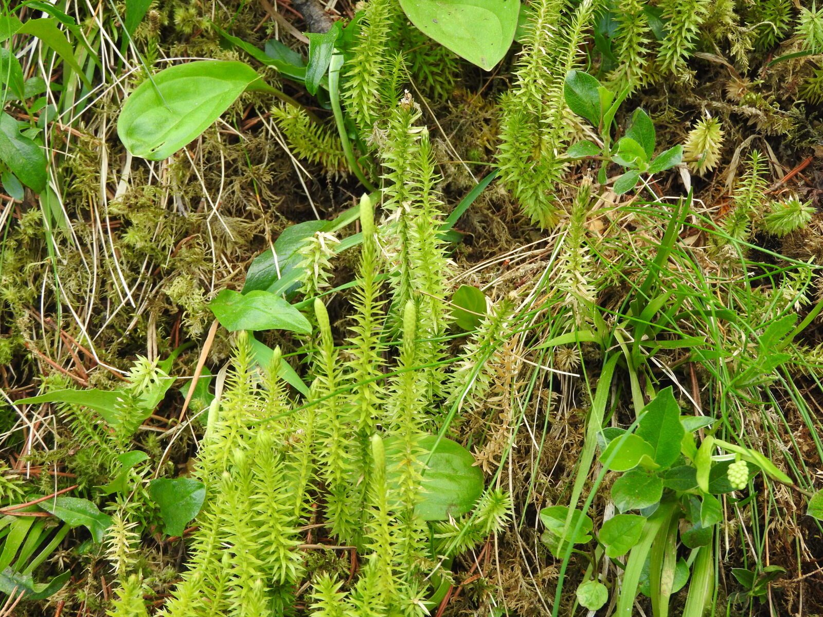 Plavun pucivy Lycopodium annotinum