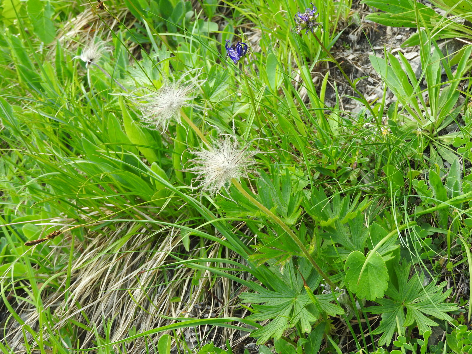 Poniklec slovensky Pulsatilla slavica