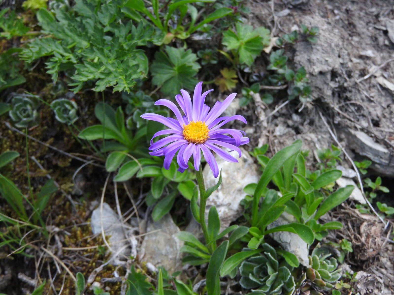 Astra alpinska Aster alpinus