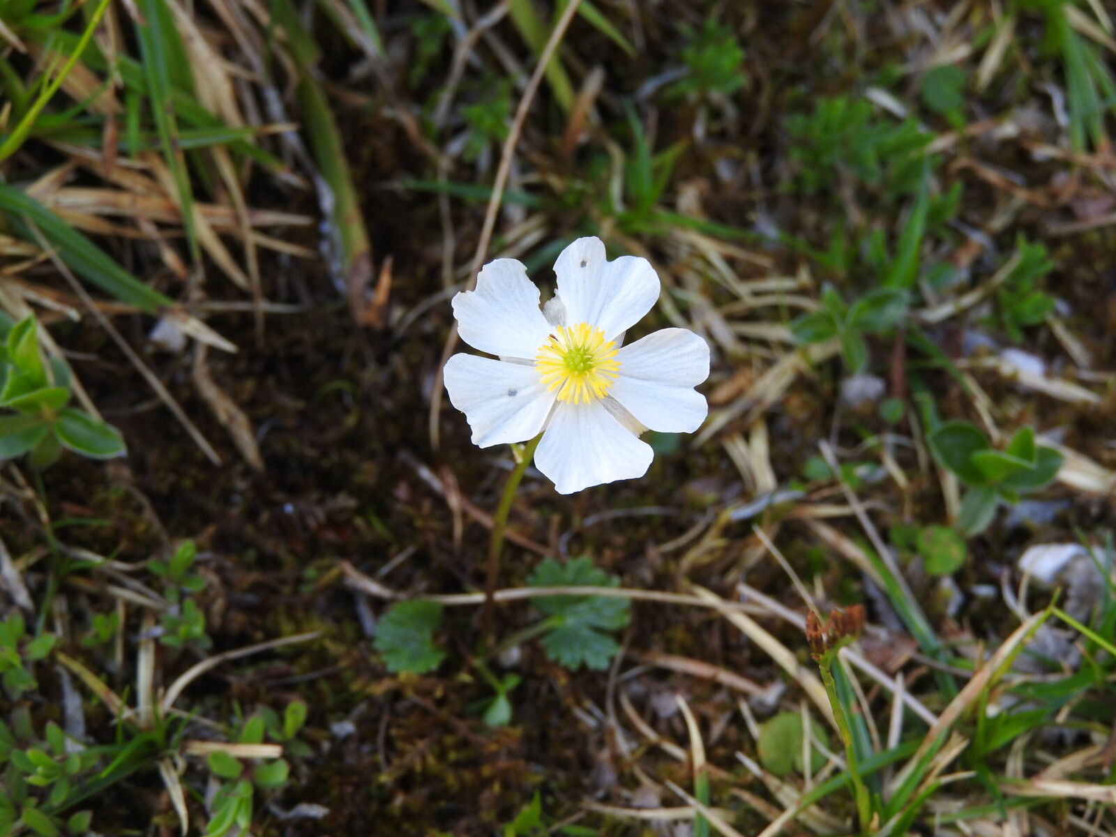 Iskernik alpinsky Ranunculus alpestris