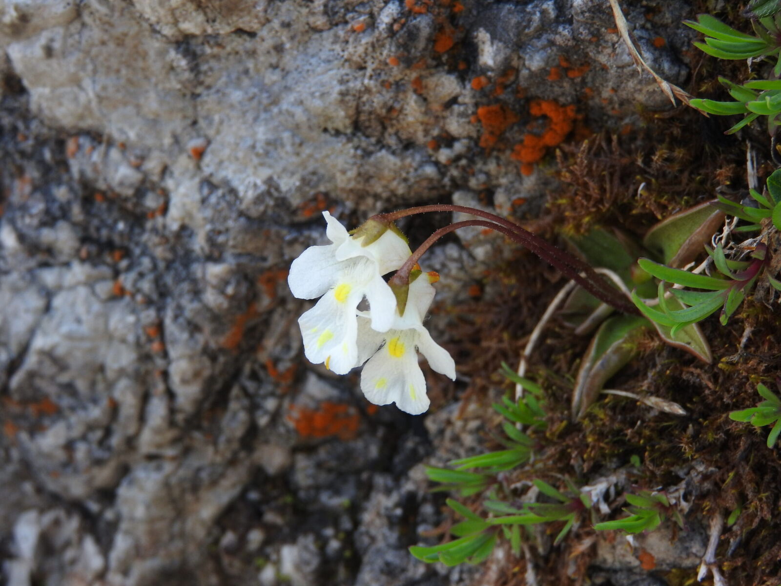 Tucnica alpinska Pinguicula alpina