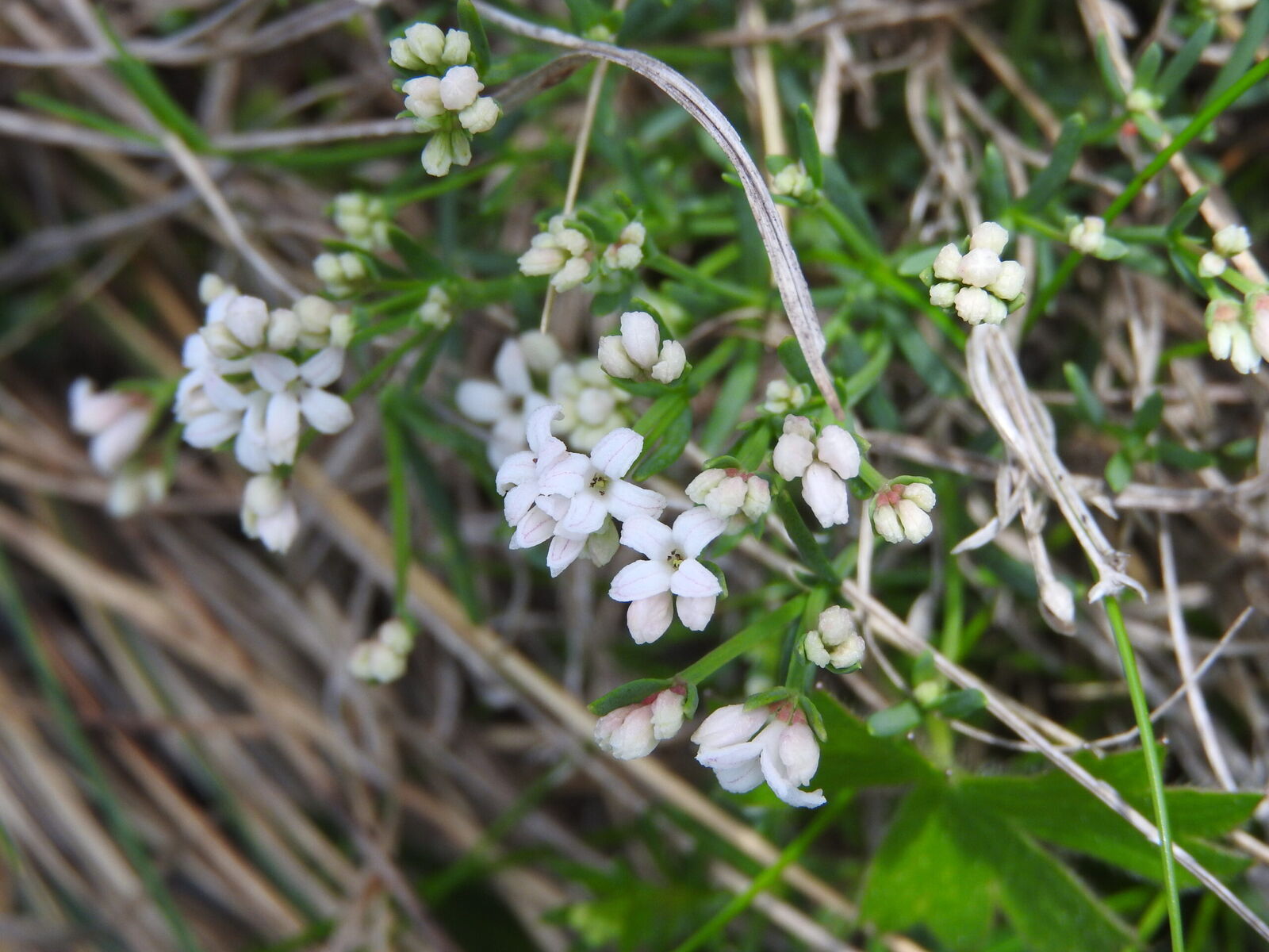 Marinka Neilreichova Asperula neilreichii