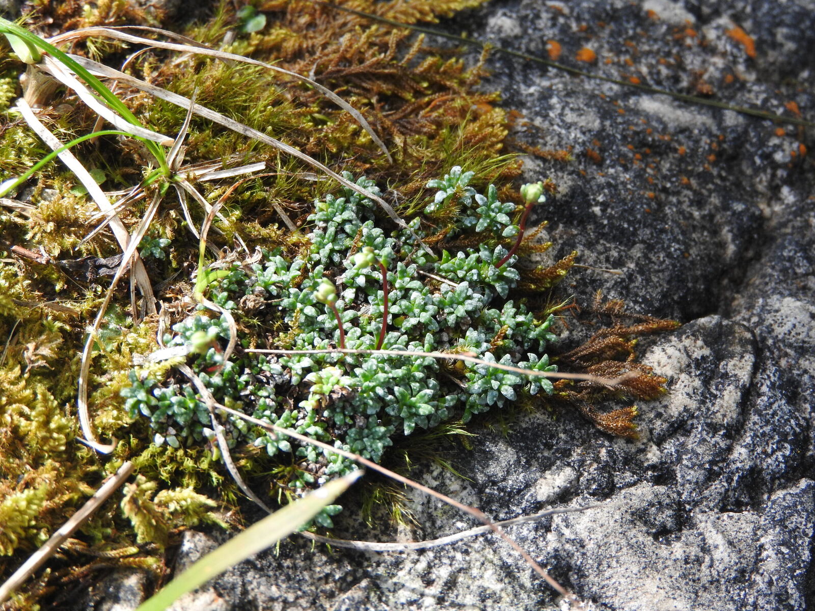 Lomikamen sivy Saxifraga caesia