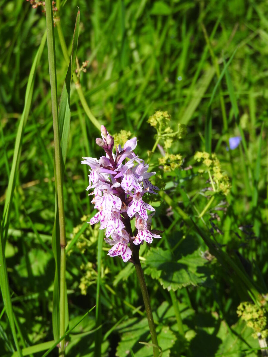 Vstavacovec Fuchsov Dactylorhiza fuchsii