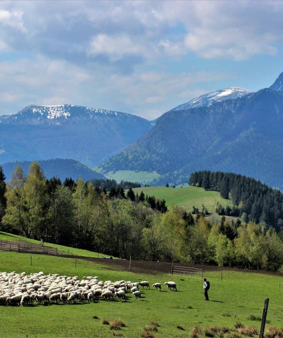 zazriva-mala-fatra-ovce_original